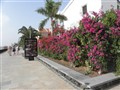 Bouganvilla.JPG