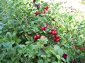 Grindsjölägret 09 022.JPG