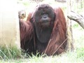 Orangutang.JPG
